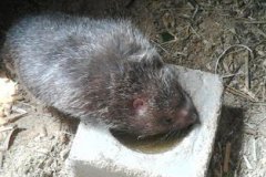 海貍鼠咬人有毒嗎