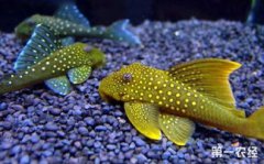 清道夫是什么魚(yú)