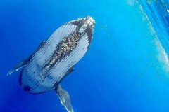 藤壺會長了人身上嗎