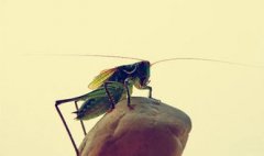 蟈蟈的叫聲是什么聲音