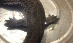 野生娃娃魚是國家?guī)准壉Wo動物