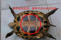 銀環蛇怎么區分公母