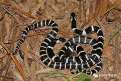 銀環(huán)蛇有毒嗎