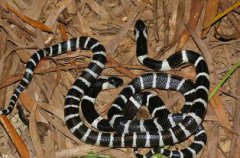 銀環蛇是保護動物嗎