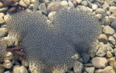 青蛙卵和蟾蜍卵有什么不同