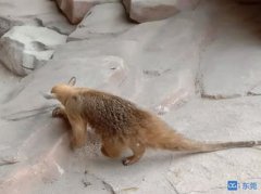 食蟻獸代表什么動物