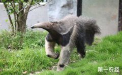 食蟻獸是穿山甲嗎