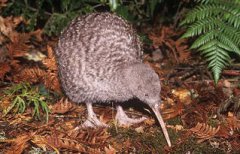 幾維鳥(niǎo)一年下幾個(gè)蛋