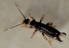 家里有蠼螋怎么驅除