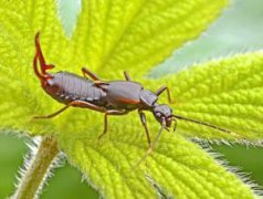 家里的蠼螋是什么蟲子