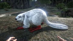 方舟河貍怎么馴服