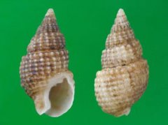 海螺絲是織紋螺嗎