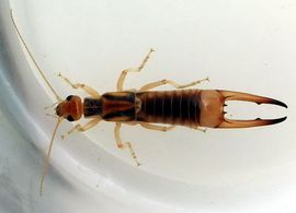 蠼螋是怎么到家里來的