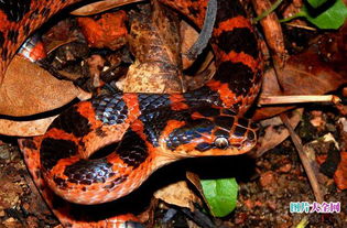 赤練蛇能長多大