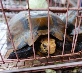 野生山龜生活在哪里