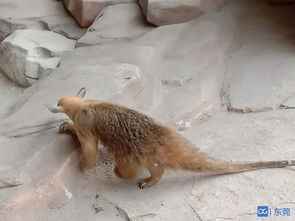 食蟻獸代表什么動(dòng)物