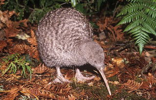 幾維鳥一年下幾個蛋