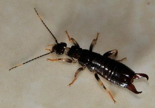 家里有蠼螋怎么驅除