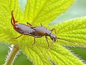 家里的蠼螋是什么蟲子