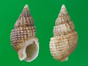 海螺絲是織紋螺嗎