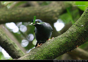 八哥鳥在什么地方筑巢