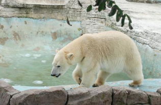 北極熊和老虎哪個厲害