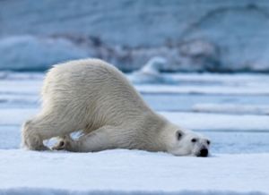 北極熊是什么顏色