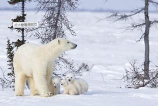 北極熊的毛是什么顏色的