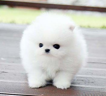 博美俊介犬好養(yǎng)嗎