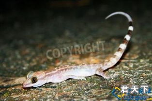 壁虎與四腳蛇的區別是什么