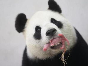 大熊貓的特點(diǎn)是什么