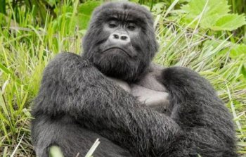 大猩猩和老虎哪個厲害