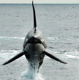 大白鯊和虎鯨誰更厲害