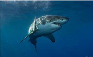大白鯊有天敵嗎