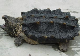 大鱷龜和小鱷龜能一起養(yǎng)嗎