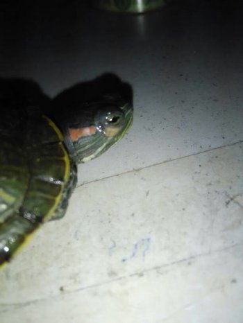 大鱷龜腐皮怎么治