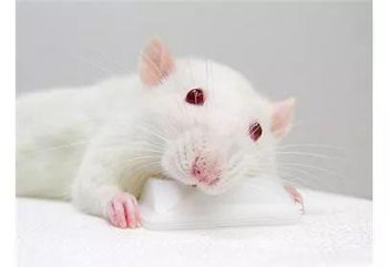 寵物小白鼠對人有害嗎