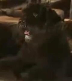 封神榜哮天犬是什么狗