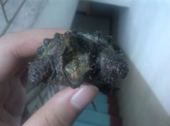 大鱷龜怎么養背甲好看