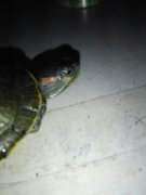 大鱷龜腐皮怎么治