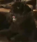 封神榜哮天犬是什么狗