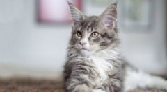 布偶貓和緬因貓哪個貴