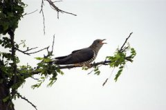 布谷鳥叫代表什么