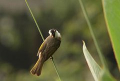 布谷鳥是吉祥的象征嗎