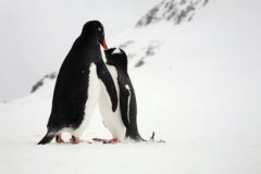 帝企鵝一生有多少伴侶