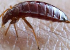 床虱怎么徹底消滅