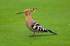 戴勝鳥怎么養(yǎng)