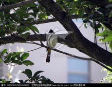 杜鵑是布谷鳥嗎