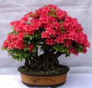 杜鵑花怎么養(yǎng)家庭養(yǎng)法