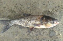 桂魚是淡水魚還是海魚